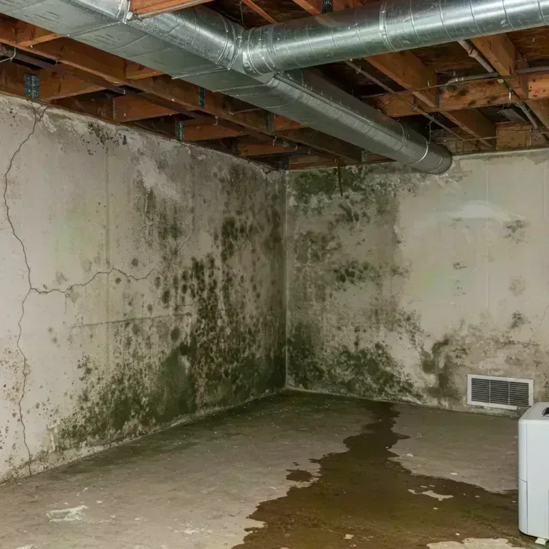 Professional Mold Removal in Denver, CO